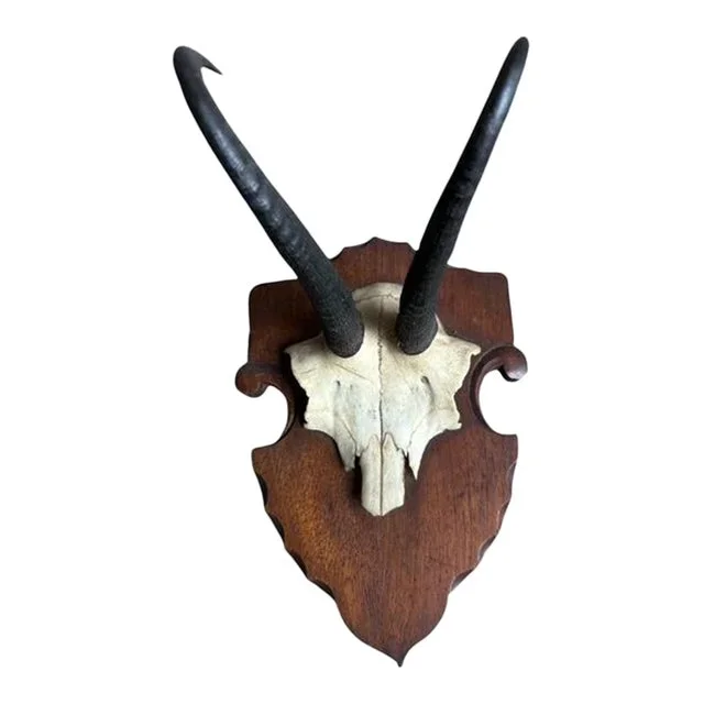 1900s Black Forest Chamois Goat Trophy Roe Deer