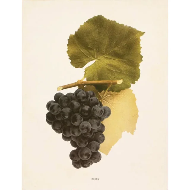 1900s U. P. Hedrick, Original Antique Photogravure of Barry Grapes