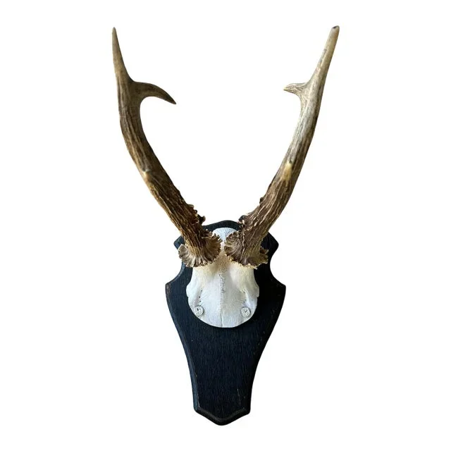 1930s Black Forest Roe Deer Trophy Rd91 Antlers