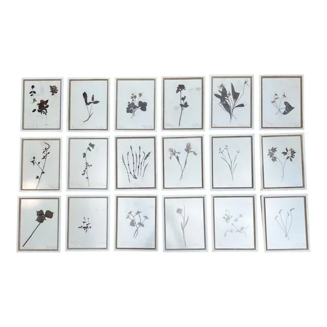 Antique Framed Botanical Specimens or Herbariums, 1895 Set of 18