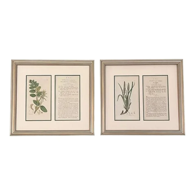 Original Antique English Framed Botanical Prints and Descriptions – Authentic 1800 Prints