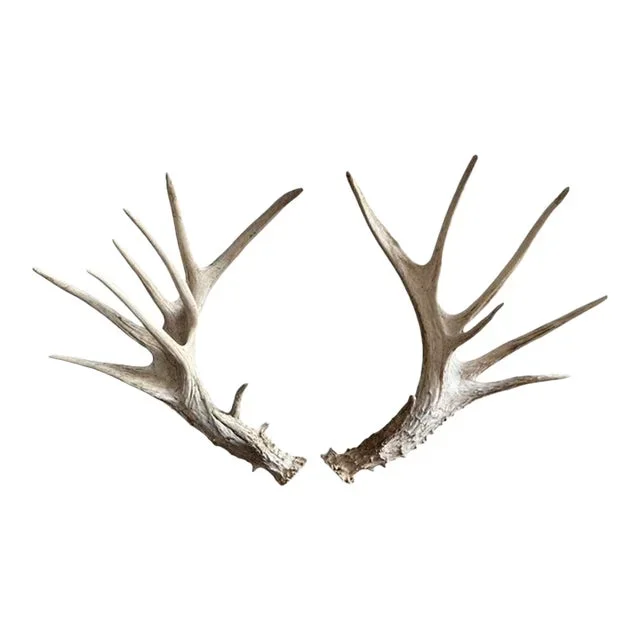 Whitetail Deer Antlers Pair White Tail